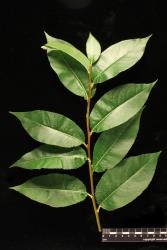 Salix pentandra. Leaves, showing upper surfaces and short petioles.
 Image: D. Glenny © Landcare Research 2020 CC BY 4.0